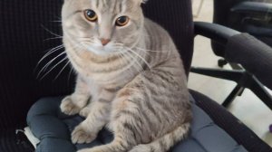 13-09-2025 деревенский кот зевает с утра