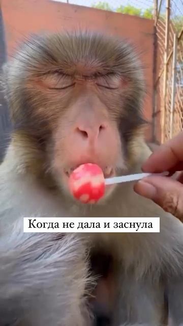 Когда не дала и уснула
