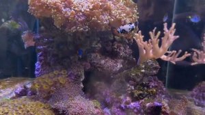 подводные жытиле