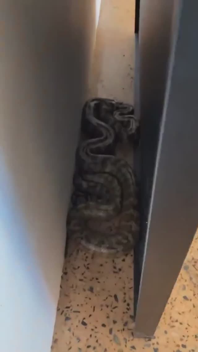 А вы смогли бы жить в Австралии?