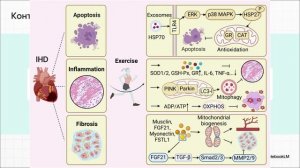 Физические упражнения облегчают сердечно-сосудистые заболевания, улучшая митохондриальный гомеостаз