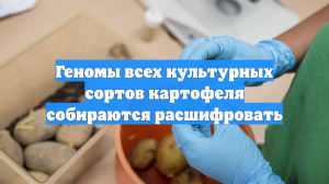 Геномы всех культурных сортов картофеля собираются расшифровать
