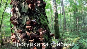Прогулки за грибами. Блютус-микрофон. Осенние опята-переростки.