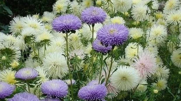 Астра: цветок, сотканный из звёзд