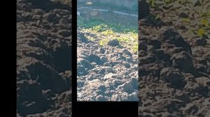 кормление диких белолобых гусей