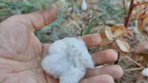 2025.09. Хлопок.mp4