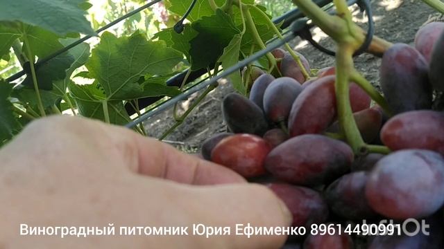 виноград Автограф Калугина смотреть онлайн