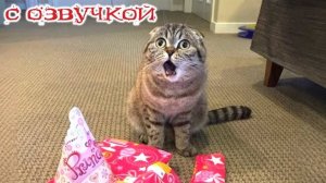 Приколы с котами! С ОЗВУЧКОЙ! Самые смешные животные!! СМЕШНЫЕ КОТЫ И СОБАКИ! ДО СЛЕЗ!