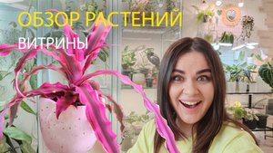 ОБЗОР РАСТЕНИЙ В ВИТРИНАХ | ОБУСТРОЙСТВО