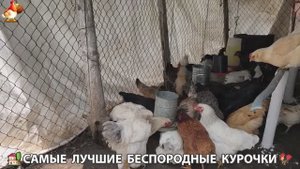 Цыплята и Курочки селяночки лучшие беспородные несушки 🥚 (298)