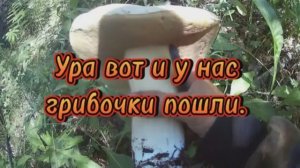 Первый выезд за грибами этого года.#морегрибов #грибы #природа