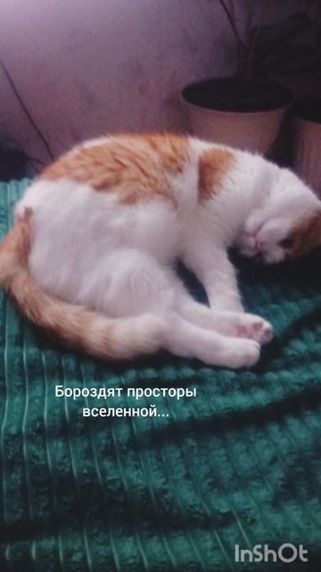 Ну сколько можно? 🐯