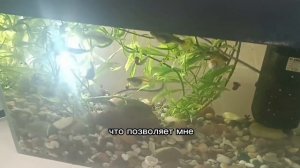 Видео-визитка Гаприофиш