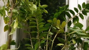 Тропинки младости моей...