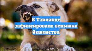 В Таиланде зафиксирована вспышка бешенства