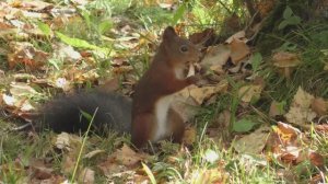 Да, белки любят грибы.