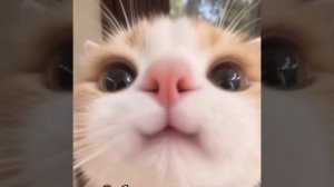 песня маленькие друзья официальный клип