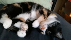 VID-20250830-WA0000.mp4