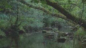 РАССЛАБЛЯЮЩИЕ ЗВУКИ ЖУРЧАЩЕГО РУЧЬЯ И НЕЖНОЕ ПЕНИЕ ПТИЦ ДЛЯ СНЯТИЯ СТРЕССА, ЗВУКИ ПРИРОДЫ