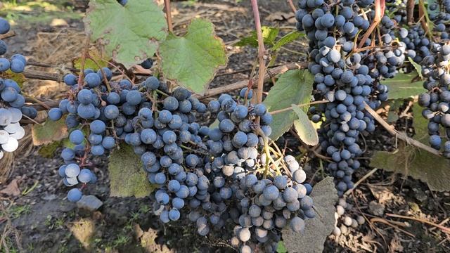 Виноград в Сибири .Замер сахара. смотреть онлайн