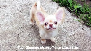 Почему ОПАСНО #чихуахуа часто перевозить на САМОЛЕТЕ ? #купитьчихуахуапродаю 89215950848