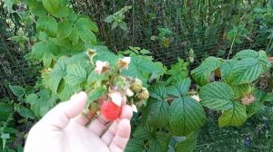 Малина в сентябре