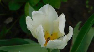 05=04=2025  НИК   (15)   УКЕН