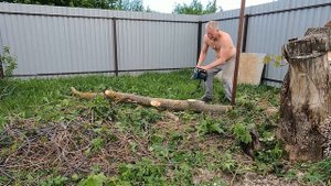 История клена, оказавшегося на месте застройки