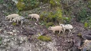 Пороси на дороге. Абхазия. 11.04.2021