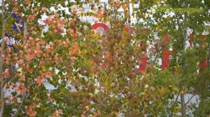 "МИМОХОДОМ", 13 сентября 2018 год. Автор проекта О. Дзиов