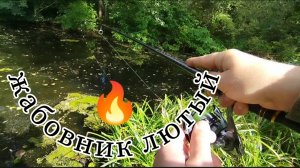 РЫБАЛКА ЩУКА ОКУНЬ В СЕНТЯБРЕ