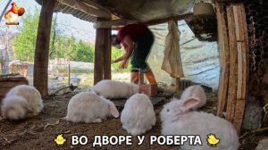 Содержание кур в домашних условиях и других птиц во дворе у Роберта 🐣🐤🦆🐔🪿🦃 (229)