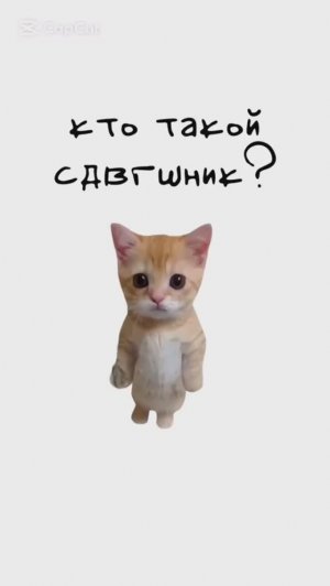 КИСЫ ОБЪЯСНЯЮТ / Кто такой Сдвгшник? / Что лучше Уйти после 9 или 11? / Как понять Что Ты Сангвиник