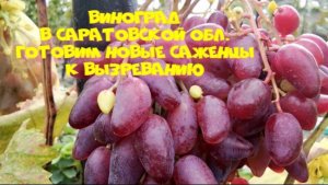 Виноград в начале сентября. /2025 год.