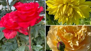 Цветочная осень