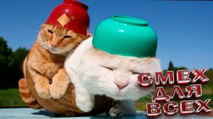 СМЕШНЫЕ КОТЫ 2025 ЛУЧШИЕ ПРИКОЛЫ С КОТАМИ, КОШКИ, КОТИКИ, СМЕШНОЕ ВИДЕО