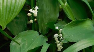 05=05=2025   ХОР  . ник    (2)