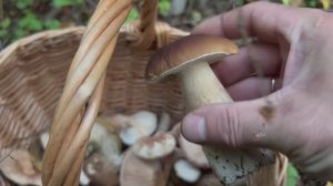 Лес, грибы 🍄, разговоры 🙂