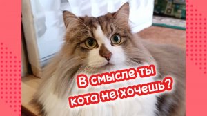 Кошки с озвучкой.