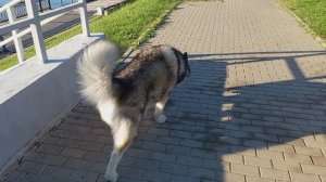 По утрам я не бегаю 13.09.2025 ☀️🐾🐺🤗 аляскинский маламут #malamute #маламут