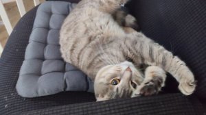 13-09-2025 деревенский кот отдыхает и радуется в деревне