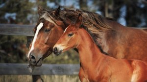 Тривор, рысь