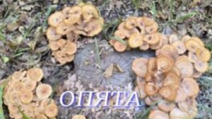 №1120/ ЧУДЕСНАЯ поездка в ЛЕС по ГРИБОЧКИ.  ( Опята, Печёночница ,Трутовик серно_ жёлтый)