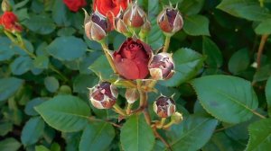 ЦВЕТЫ  СЛАЙД ШОУ  4 МИН. 196 МБ.  1280=720.