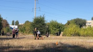 2 Отл. YUVENIR Olympionike ++- №7. ЭНГЕЛЬС 31 августа`25 Моно немецких овчарок