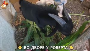 Содержание кур в домашних условиях и других птиц во дворе у Роберта 🐣🐤🦆🐔🪿🦃 (231)
