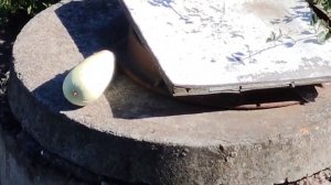 13-09-2025 урожай кабачков в деревенском огороде