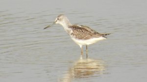 Большой Улит, наблюдение птиц в Новгородской области, 13 сентября 2025