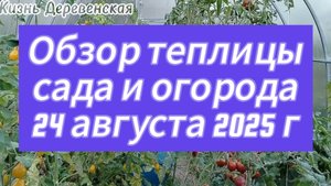 Теплица 24 августа 2025 года.Обзор сада и огорода.