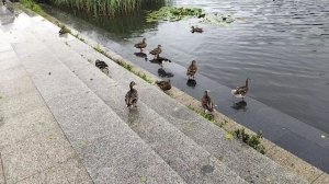 На Кёнигсберг. Часть 4. На рыбалку к озеру Титхое